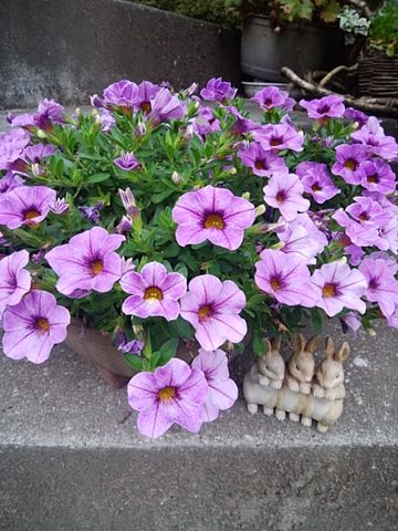 初夏、紫の花3種