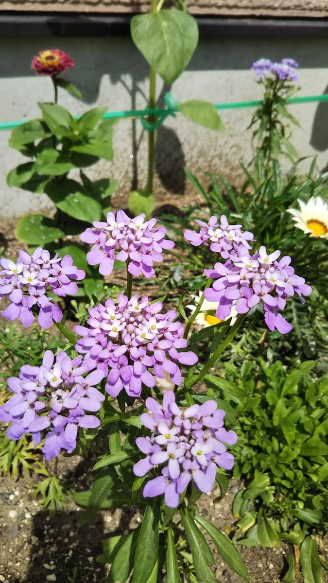 梅雨の晴れ間🌞