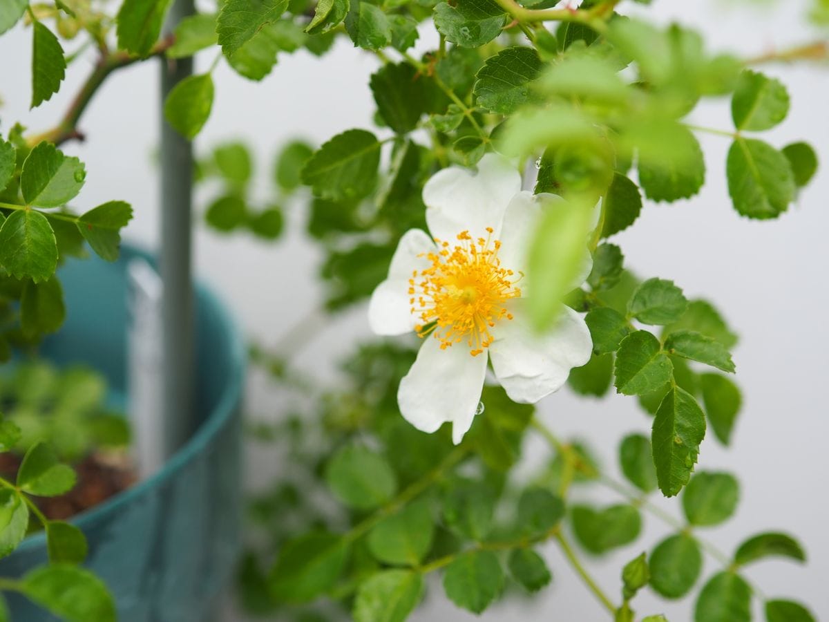 テリハノイバラの開花