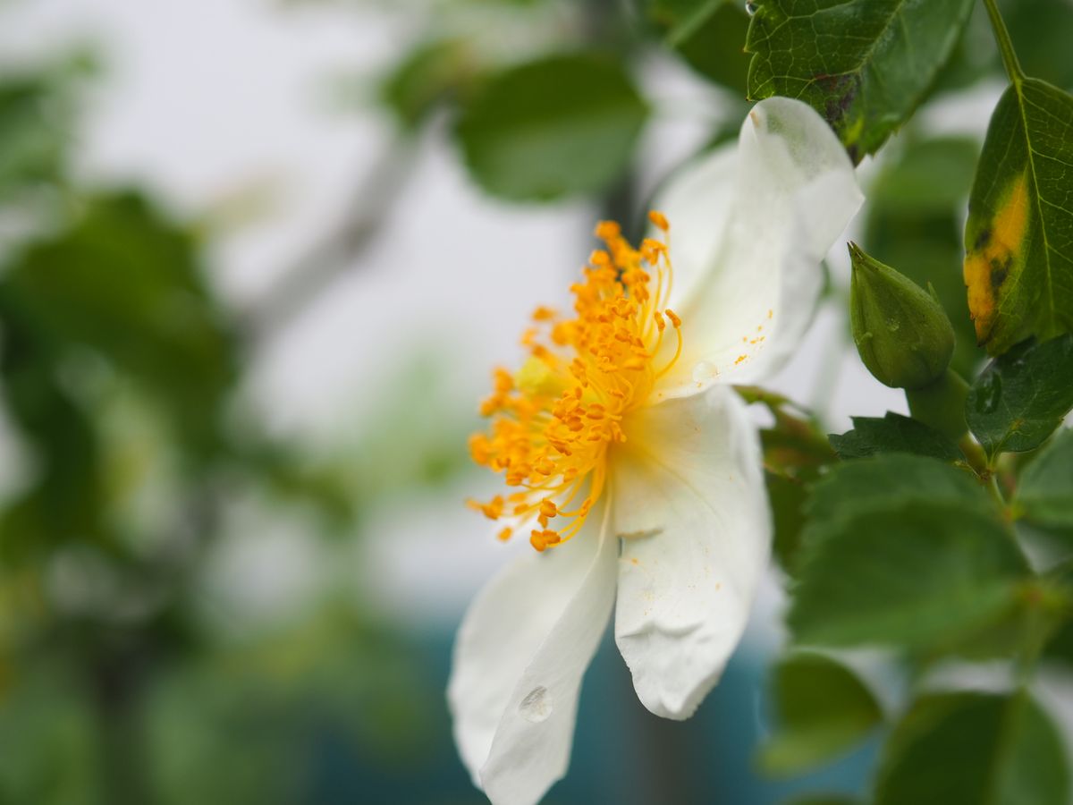 テリハノイバラの開花