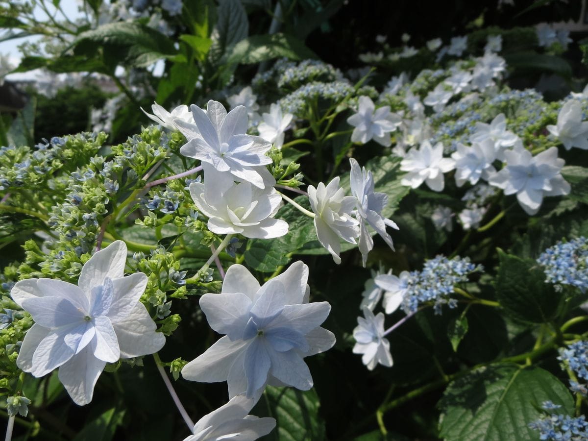 アジサイも花ざかり