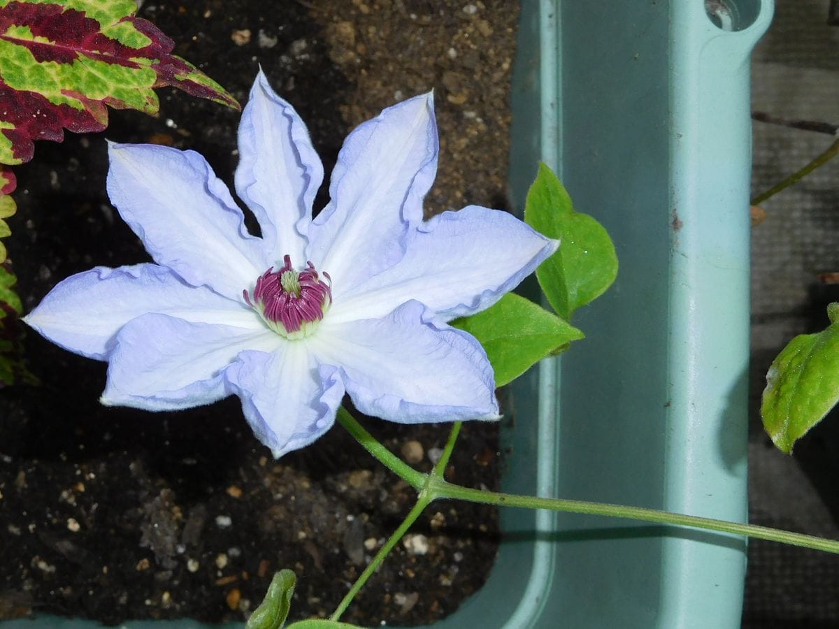 イワン・オルソンの2番花