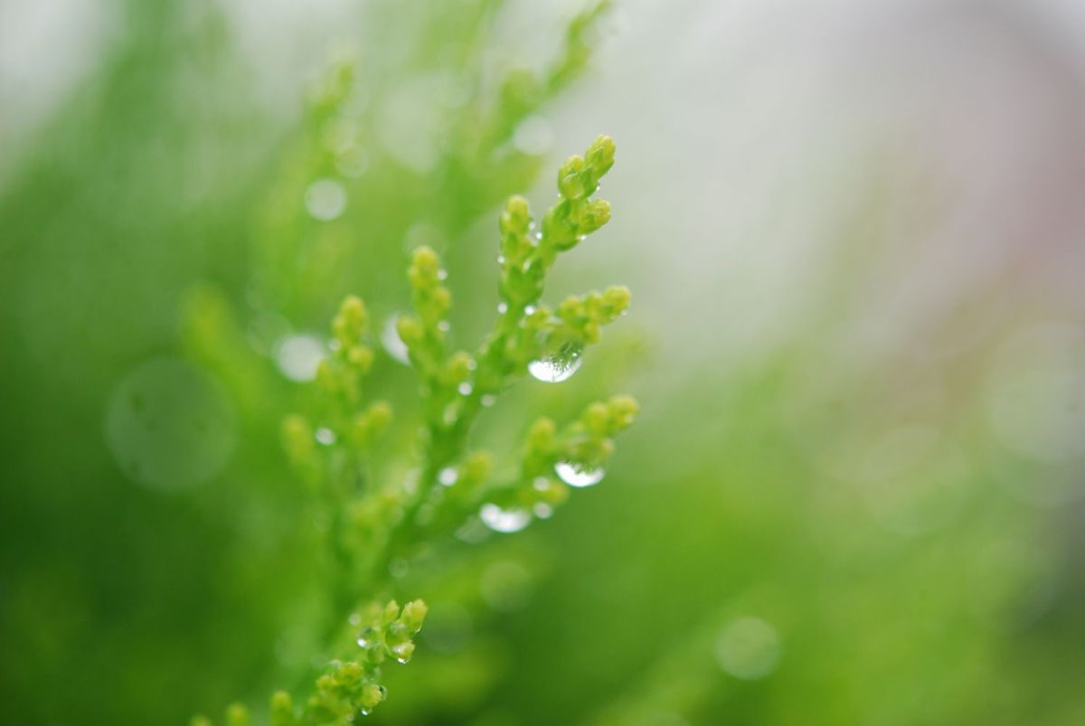 梅雨を楽しむ♪しずく写真☆