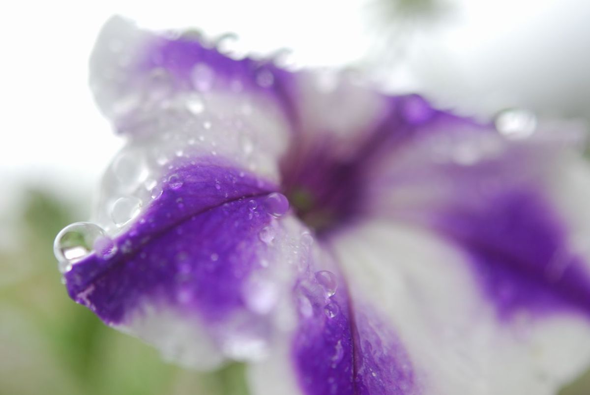 梅雨を楽しむ♪しずく写真☆