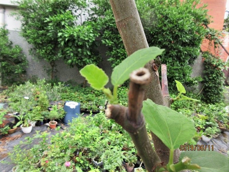 🎵卯の花の季節、「空木」によせてひとり言(^^♪