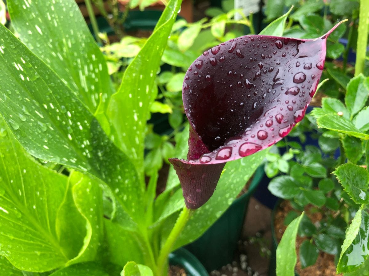 横なぐりの雨に