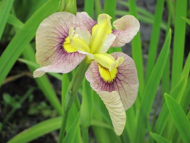 しょうぶ園の花で　②