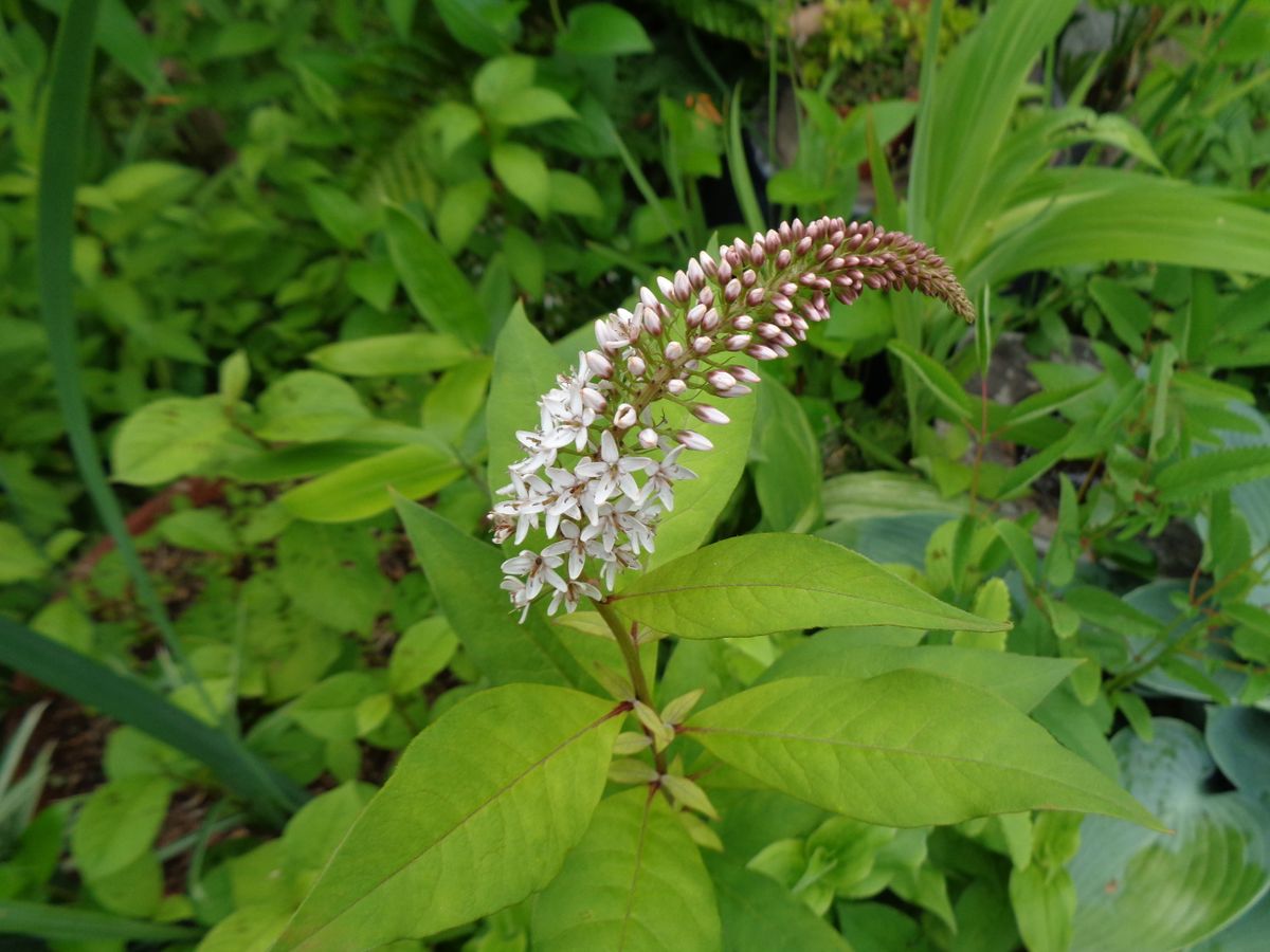 和風のお花たち