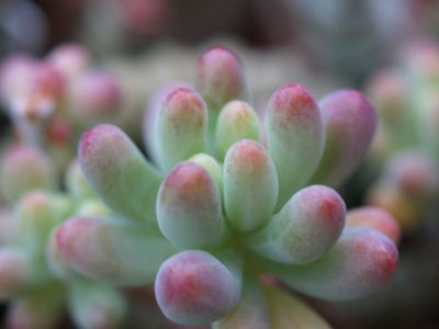 多肉植物について