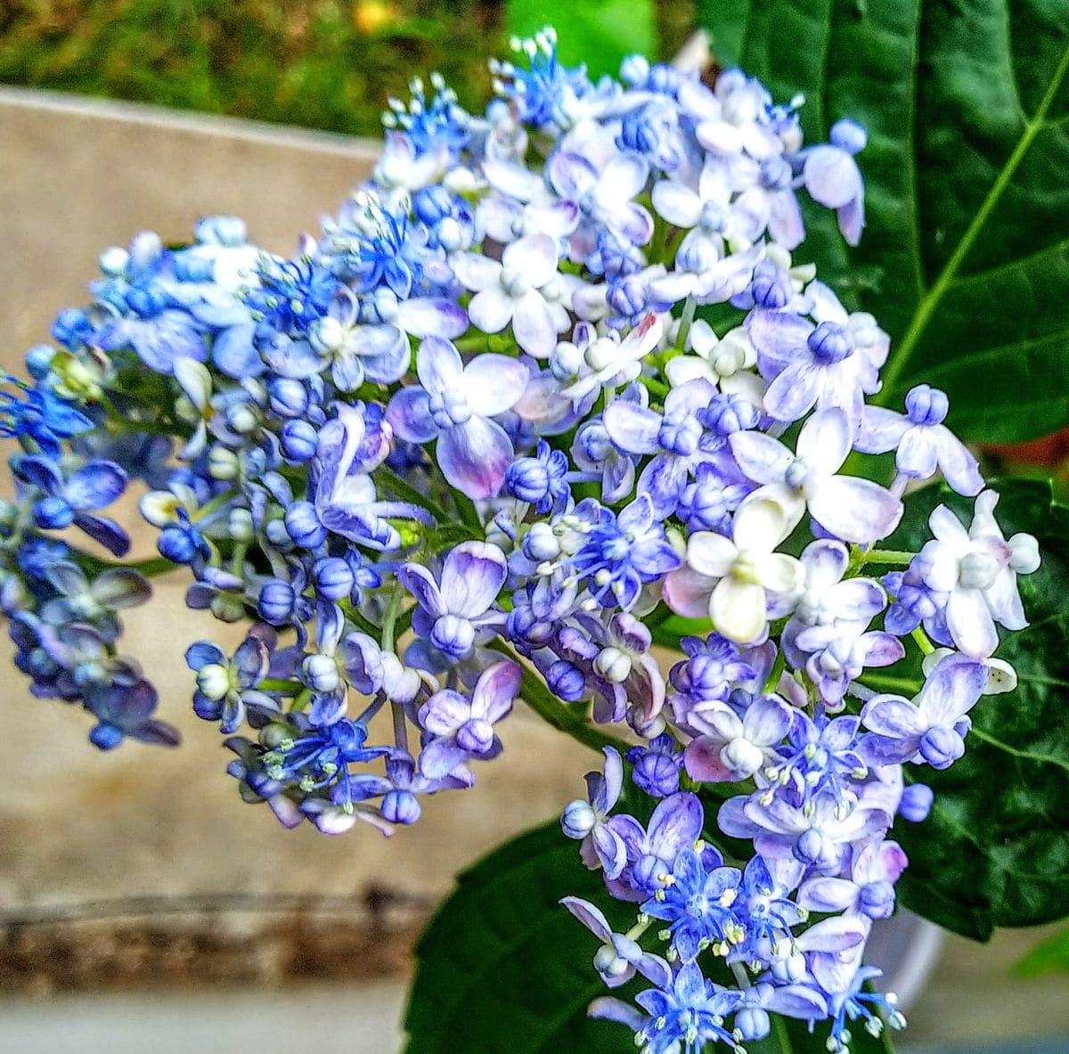 山紫陽花の新入り