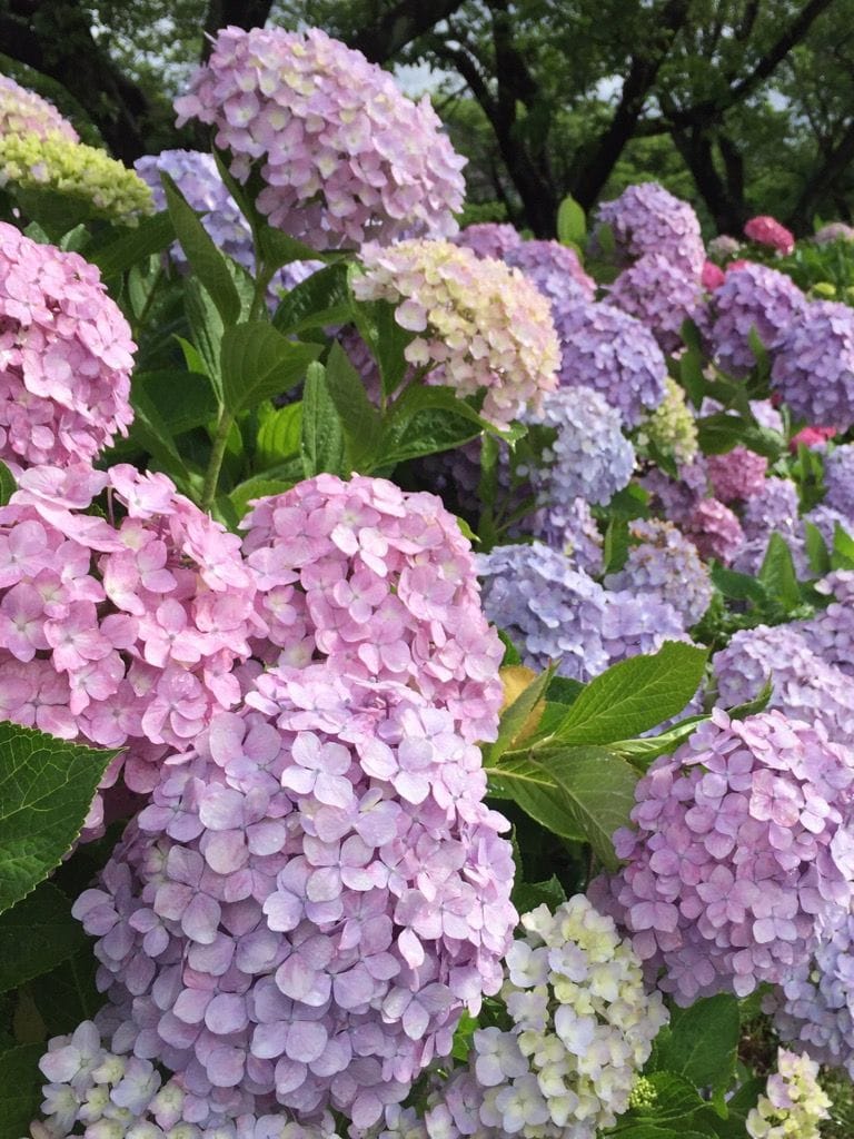 市の管理する紫陽花ロード｡♥｡･ﾟ♡ﾟ･｡♥｡･ﾟ♡ﾟ･｡♥｡