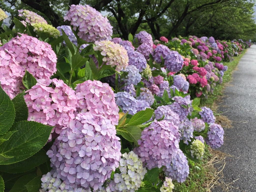 市の管理する紫陽花ロード｡♥｡･ﾟ♡ﾟ･｡♥｡･ﾟ♡ﾟ･｡♥｡