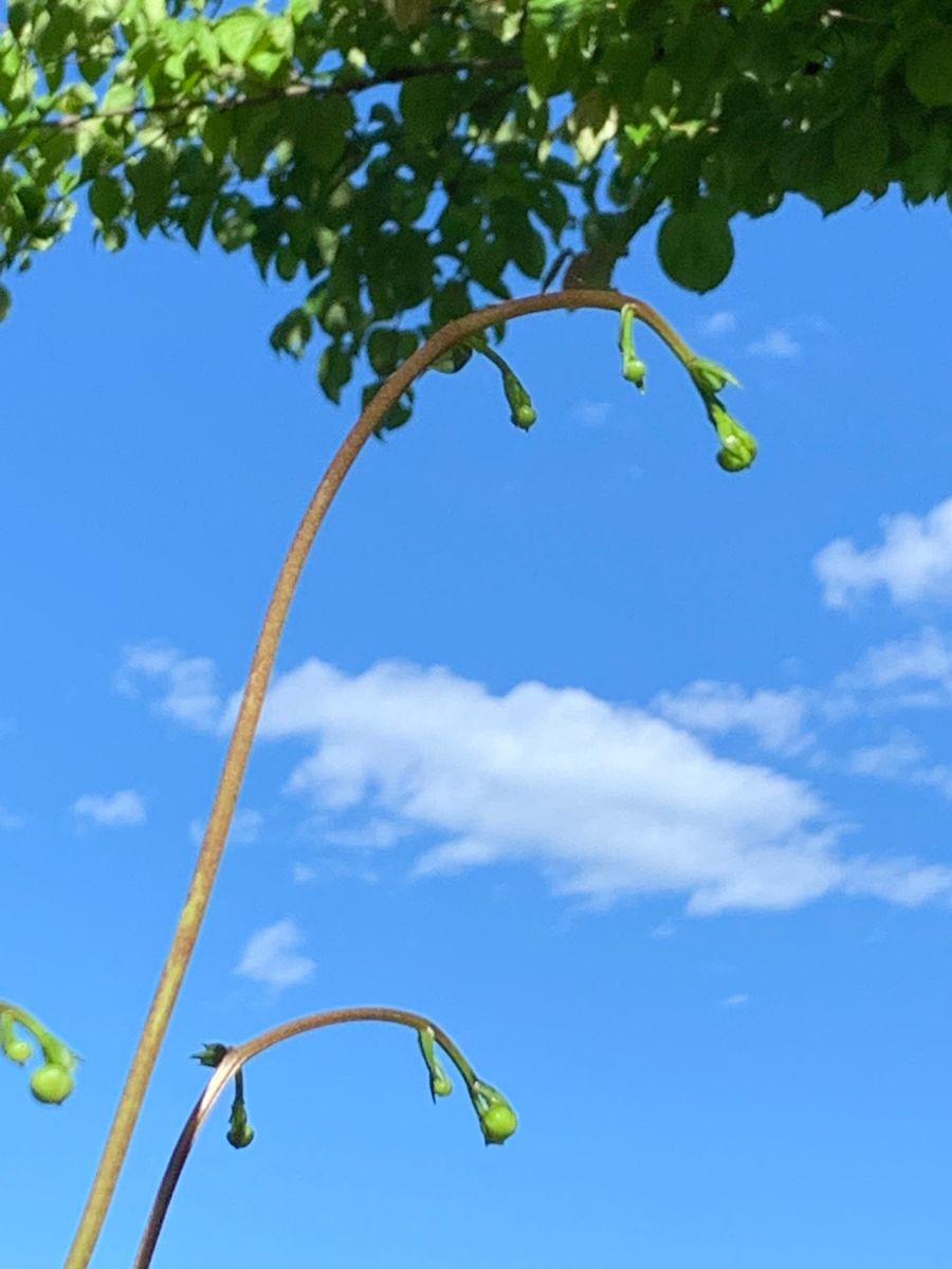 雨上がりの朝