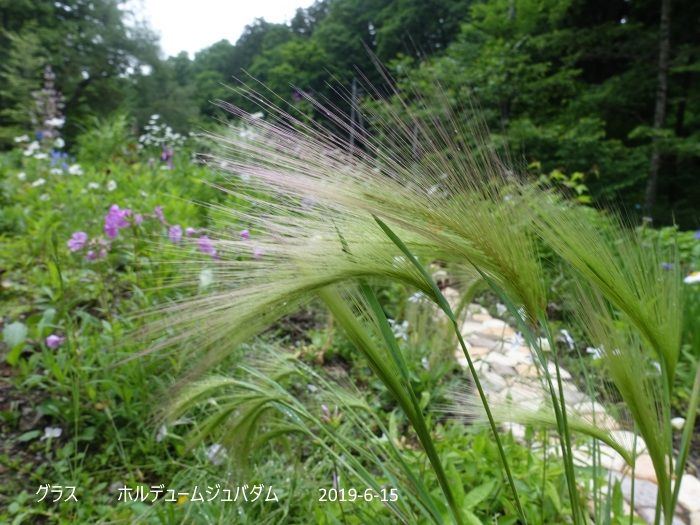 Natural Garden 私の庭　6/16