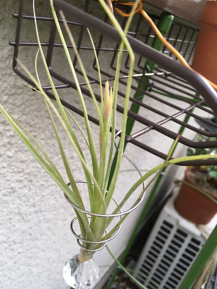 今日の植物たち