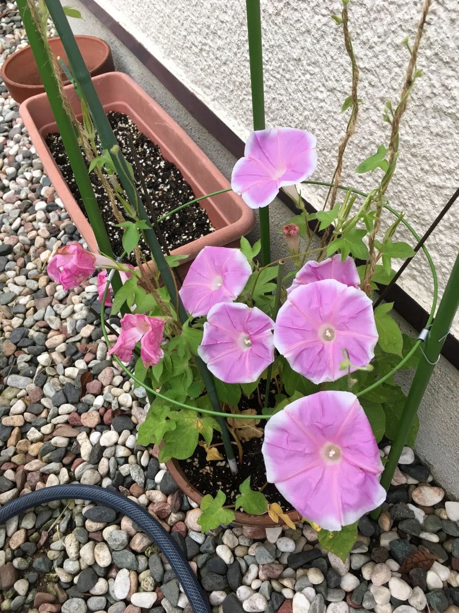 今日の植物たち