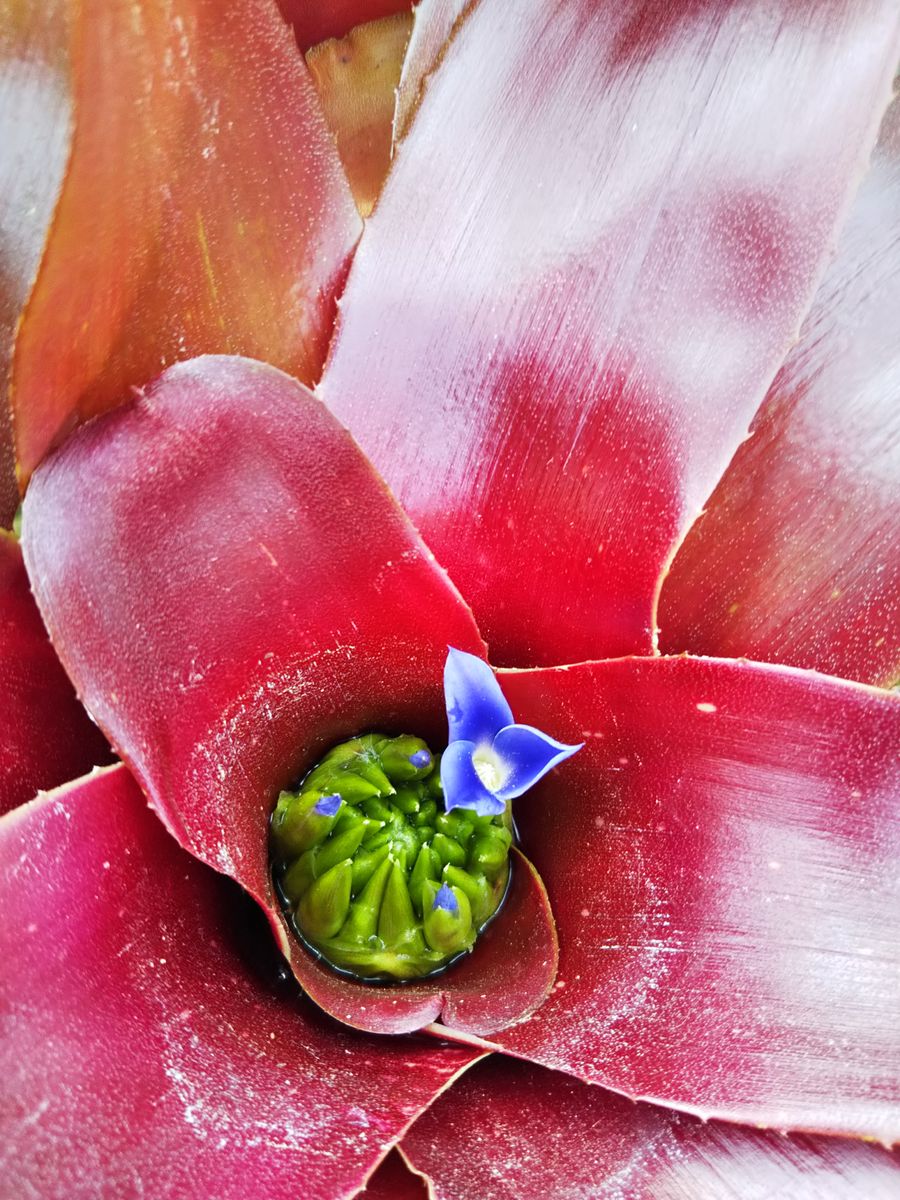 生態系植物園2