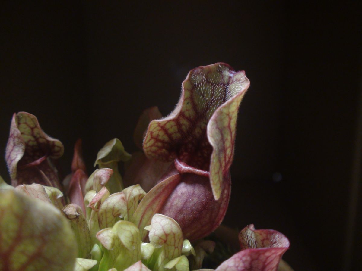 食虫植物とユキノシタ