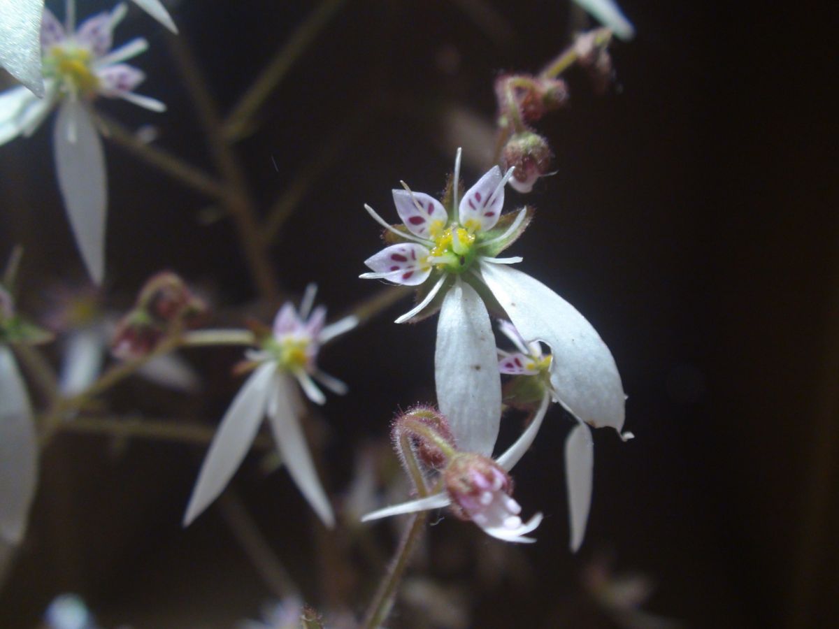 食虫植物とユキノシタ