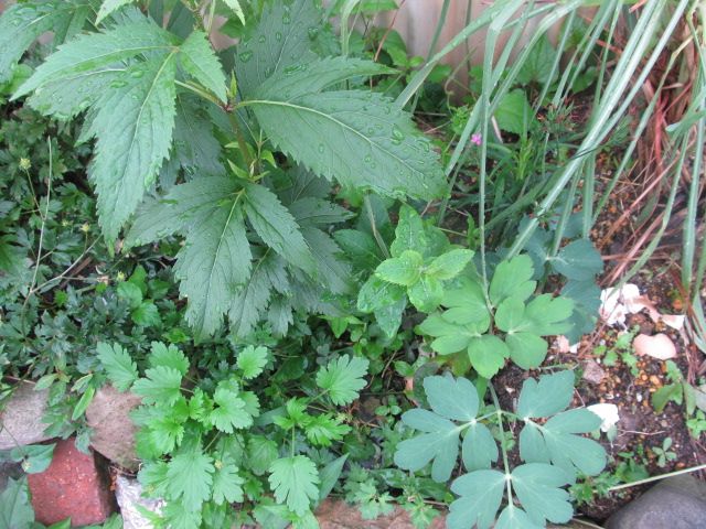 ミニ薬草園の草花生育中