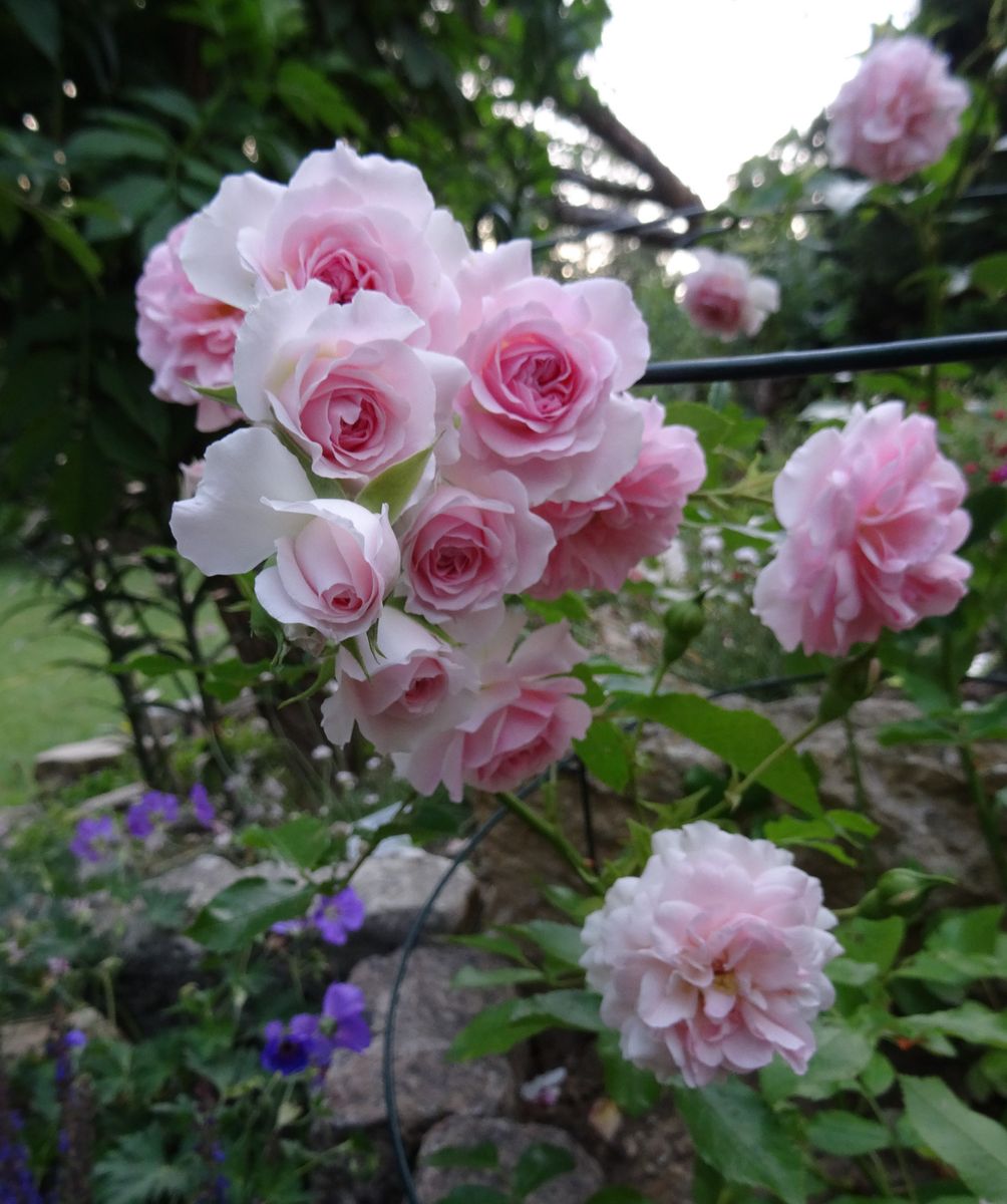 バラの花盛り