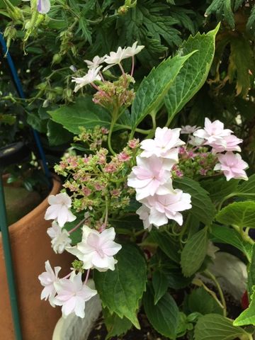 あじさい　墨田の花火