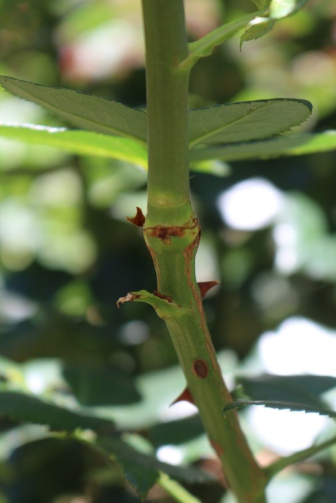 ２番の(これからの)花柄切り