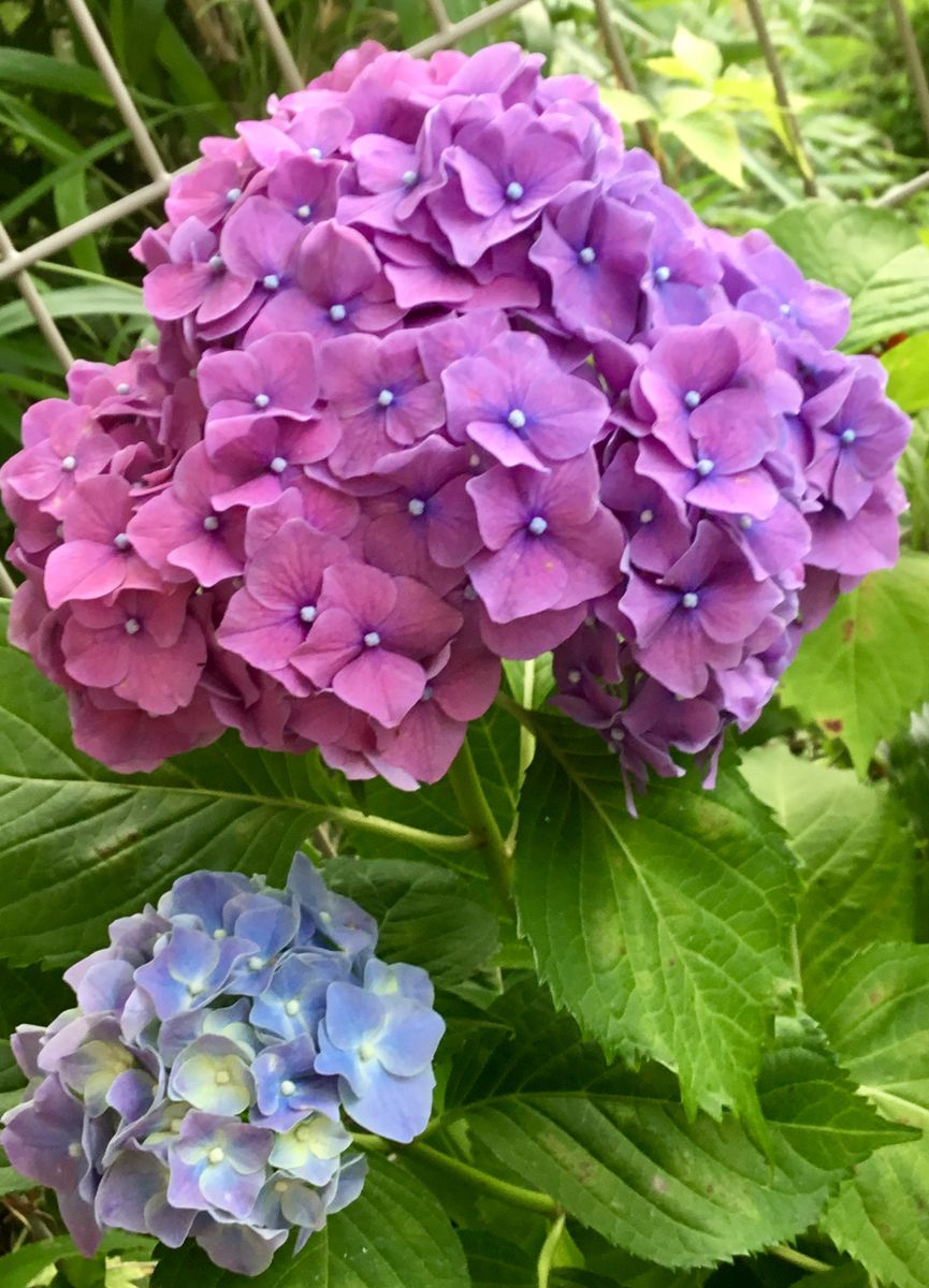 朝の西洋紫陽花