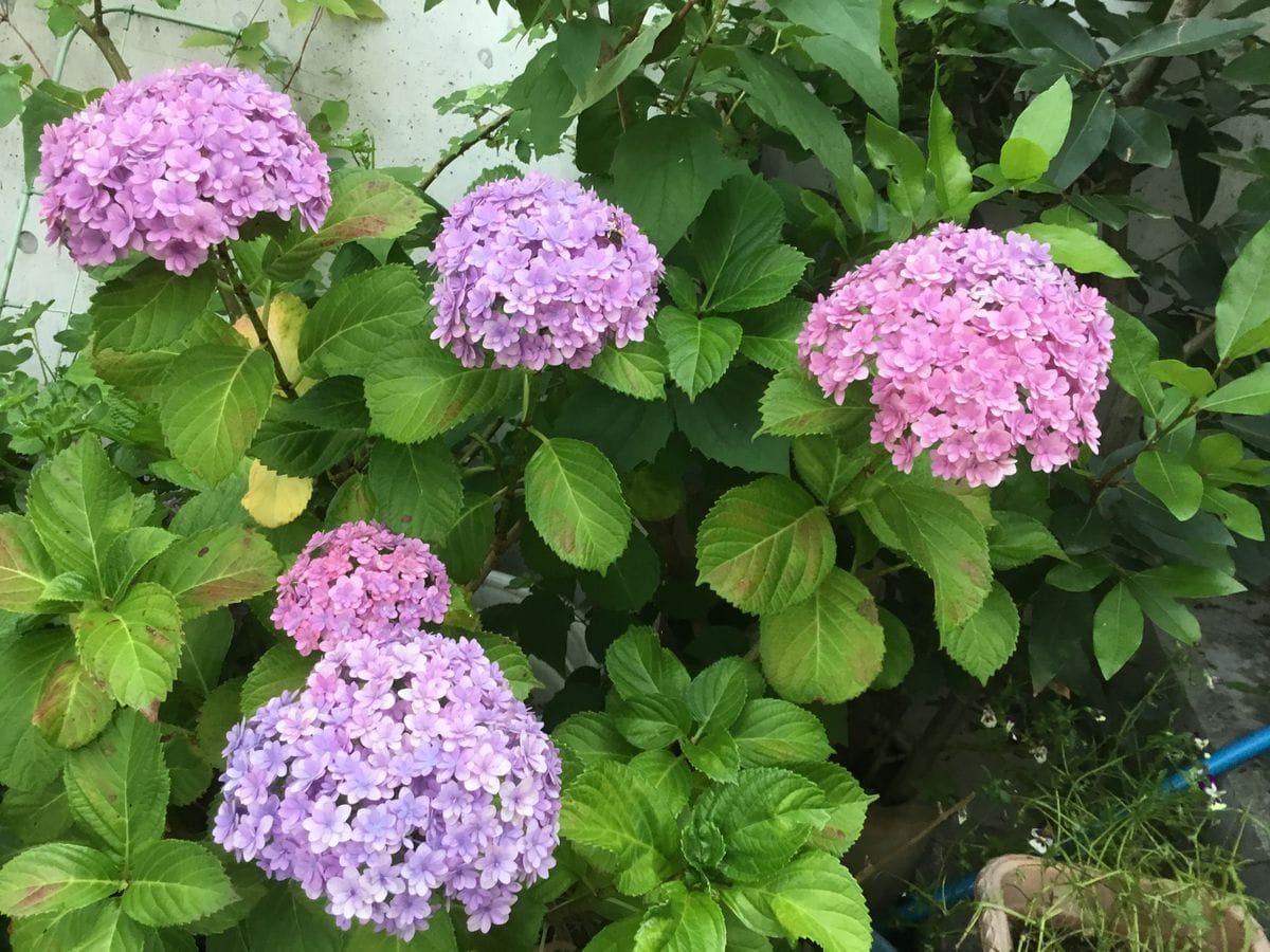 満開の紫陽花とアナベル