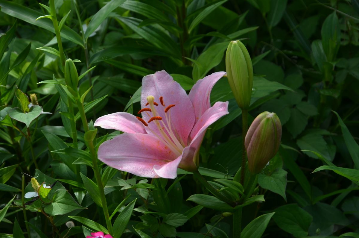 百合が咲きました！　梅雨の晴れ間のうれしい花です。