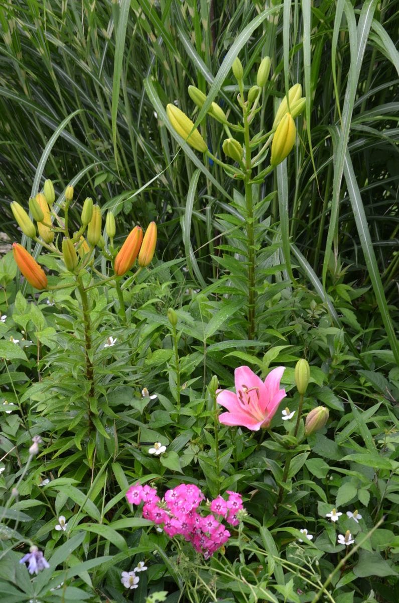 百合が咲きました！　梅雨の晴れ間のうれしい花です。