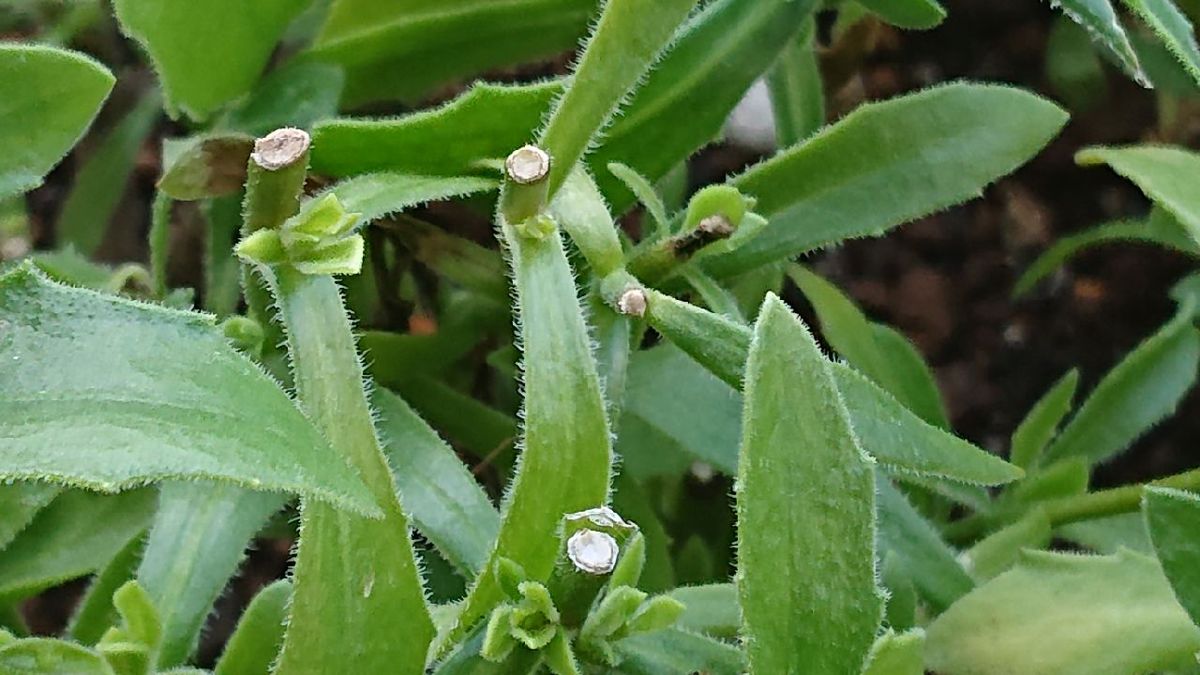 植物のちから