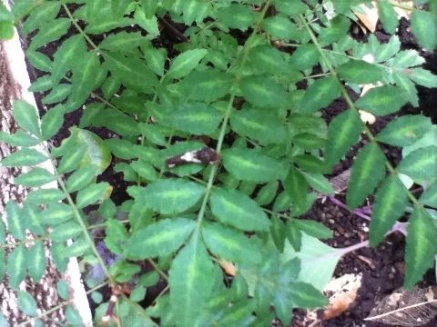 山椒の葉に蝶の幼虫