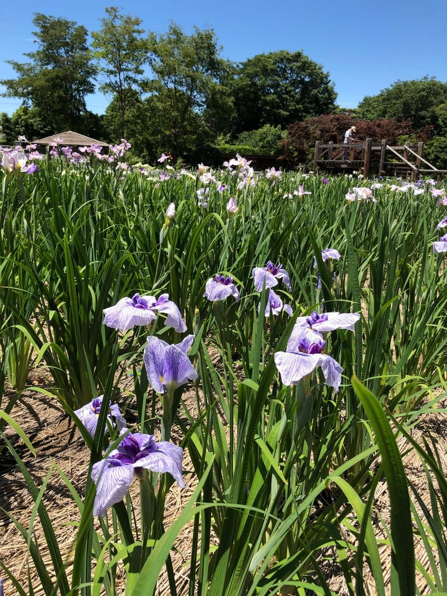 白い花菖蒲千鳥