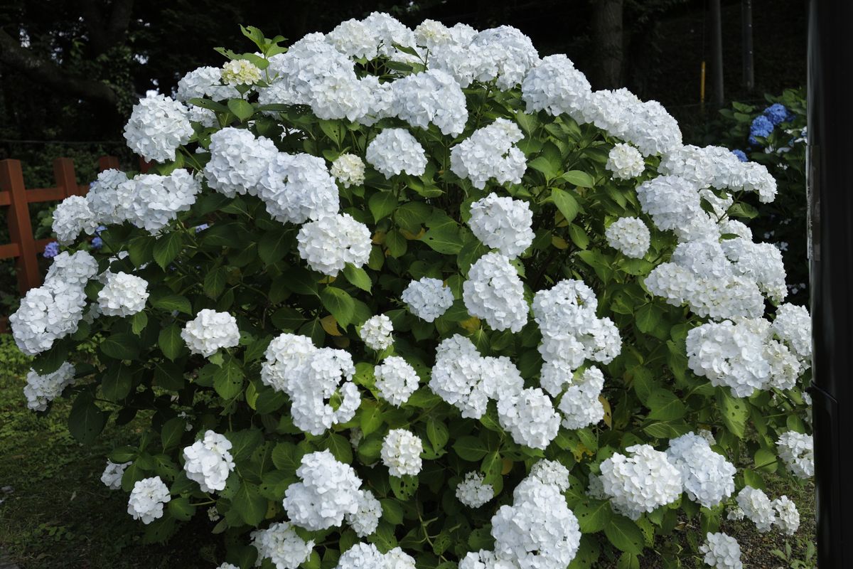 香取神宮の紫陽花