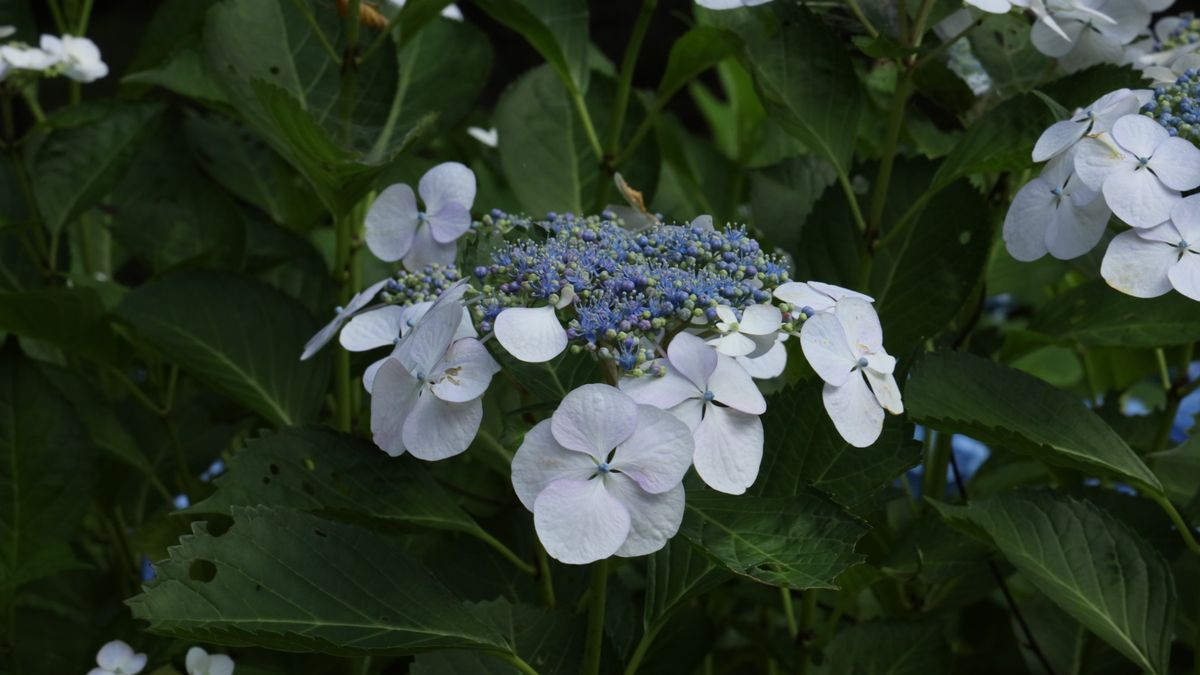 香取神宮の紫陽花