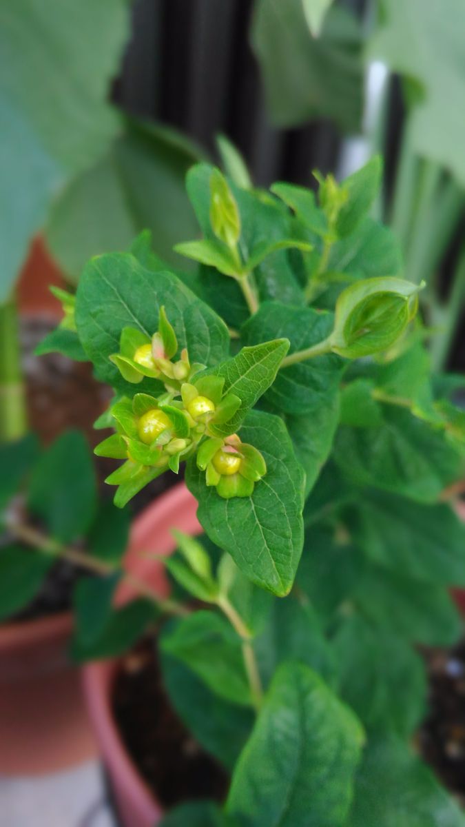 我が家の花🌼蕾編③