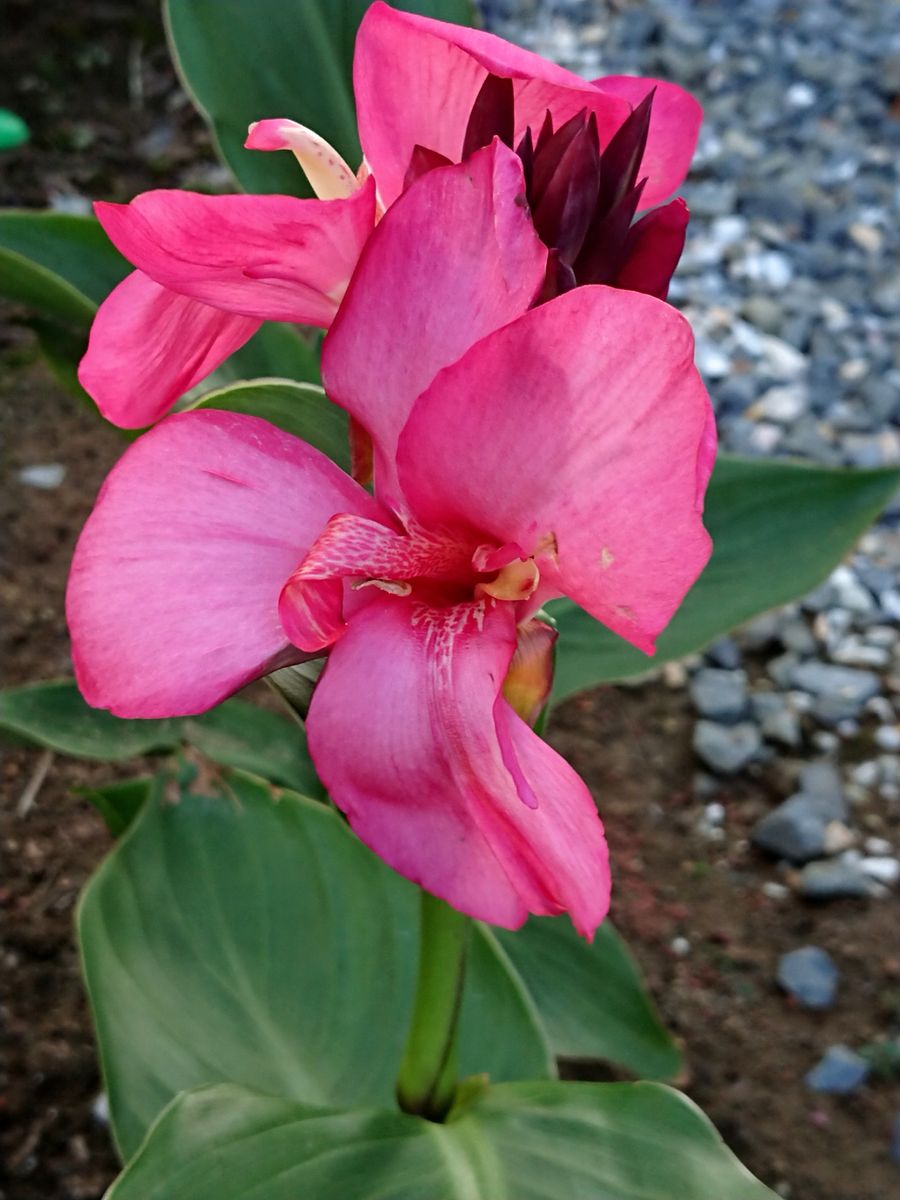 100円のお花達🌼