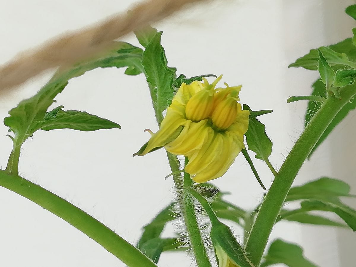 桃太郎🍅の花の様子