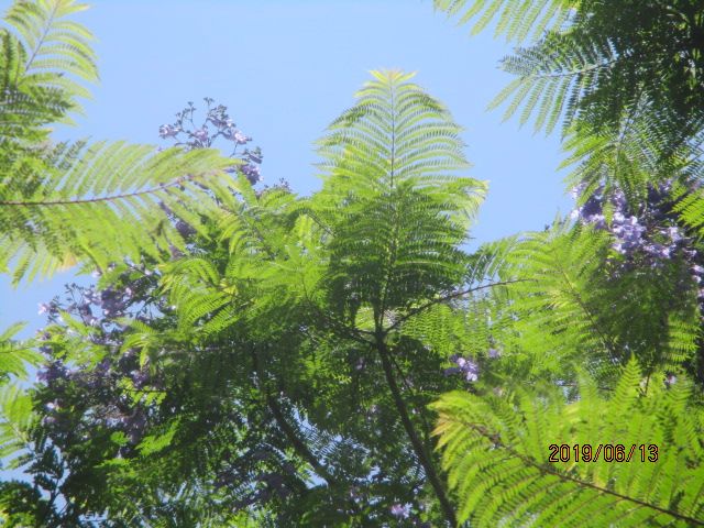 6月13日福岡市植物園．ジャガランダ他。