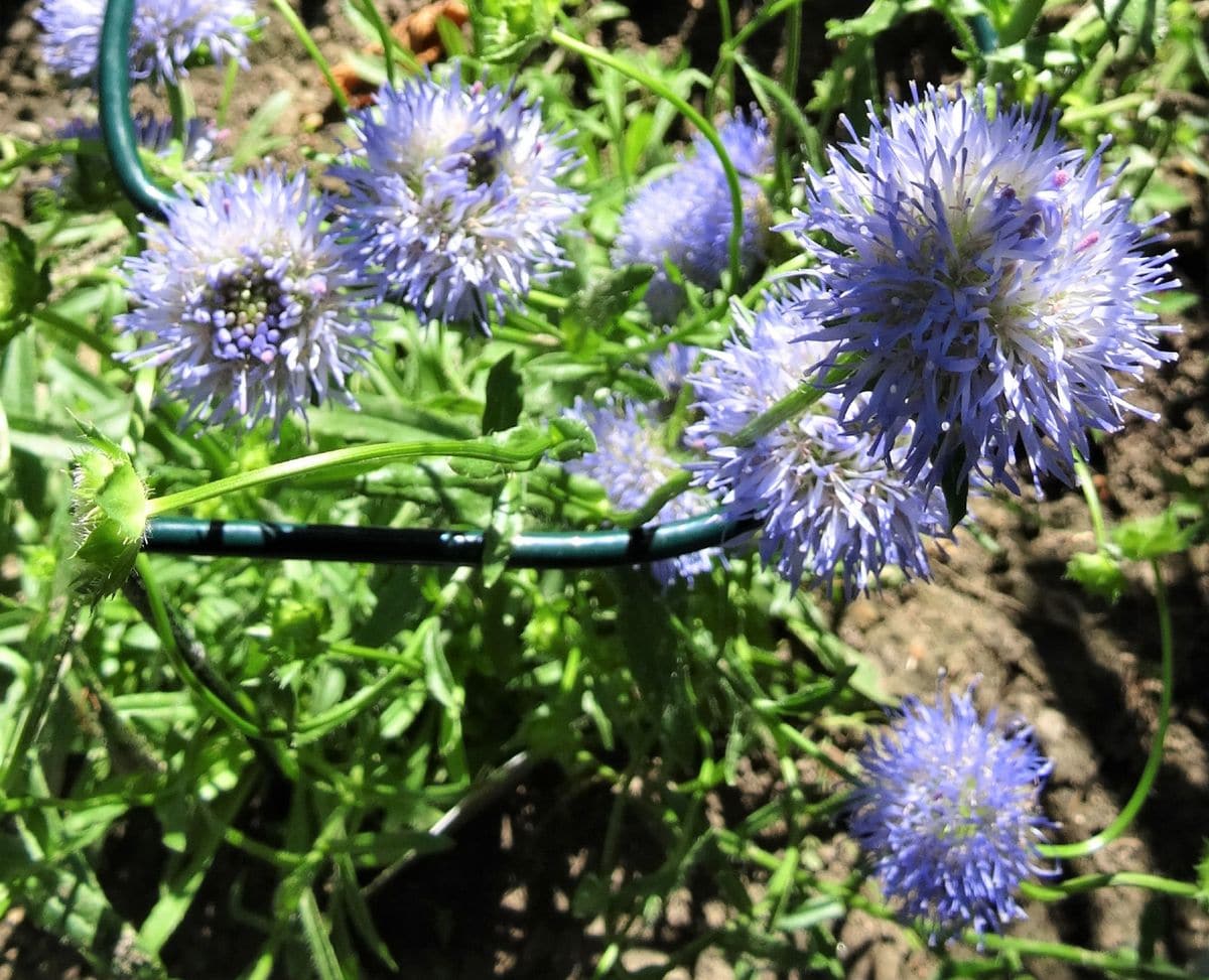 少し珍しい青い花 園芸日記by小春 みんなの趣味の園芸