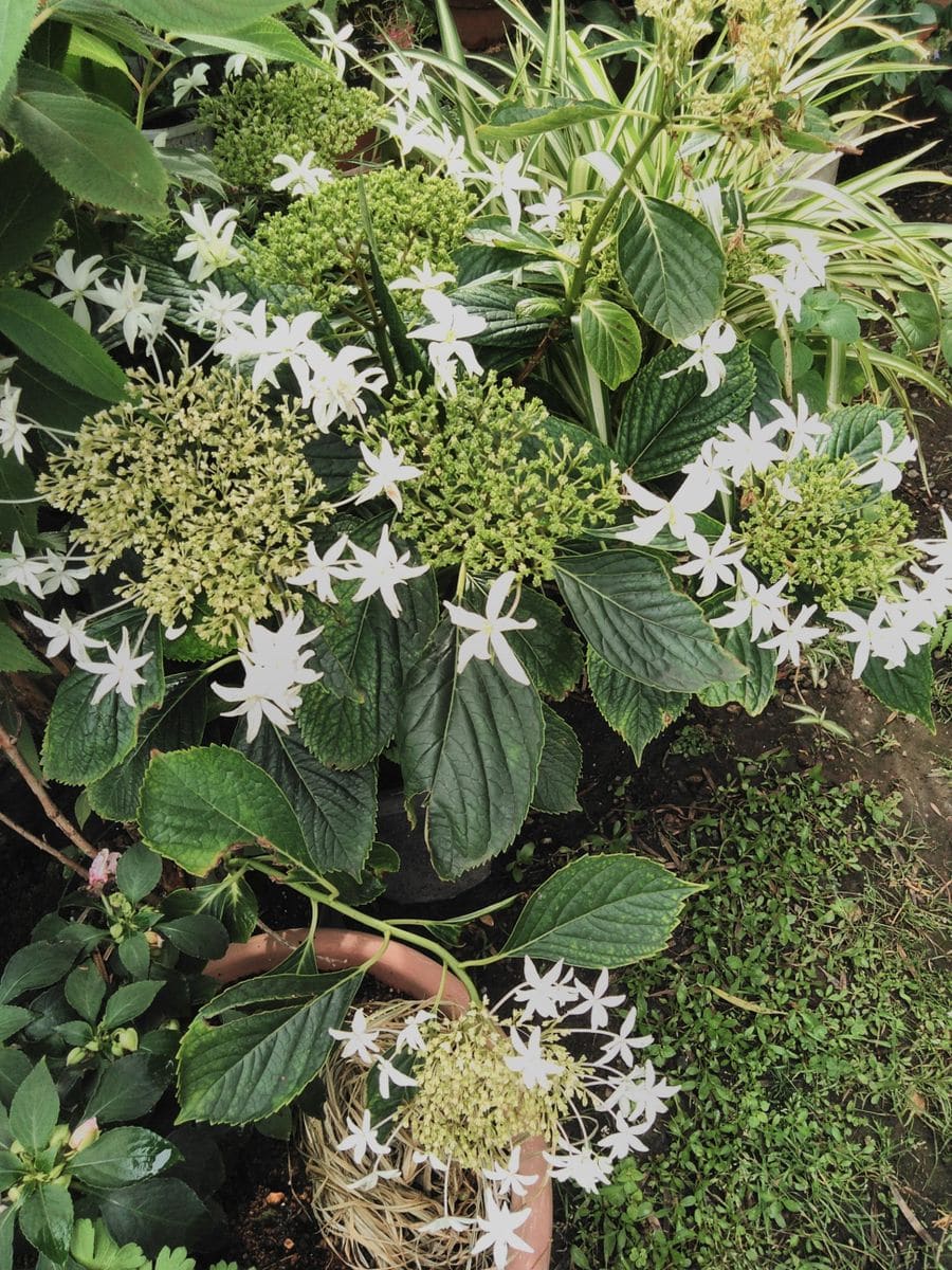 紫陽花くらぶ