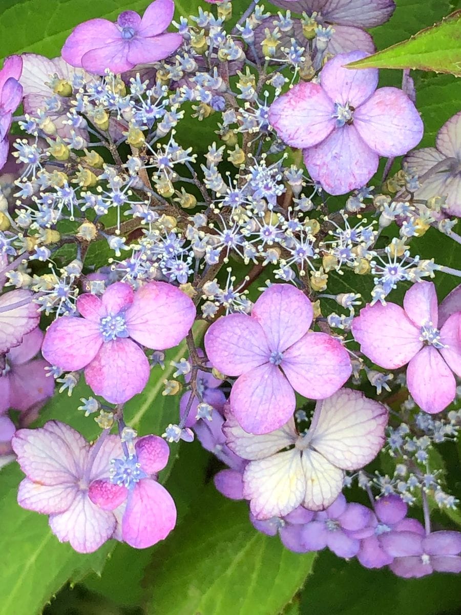 家の紫陽花です。