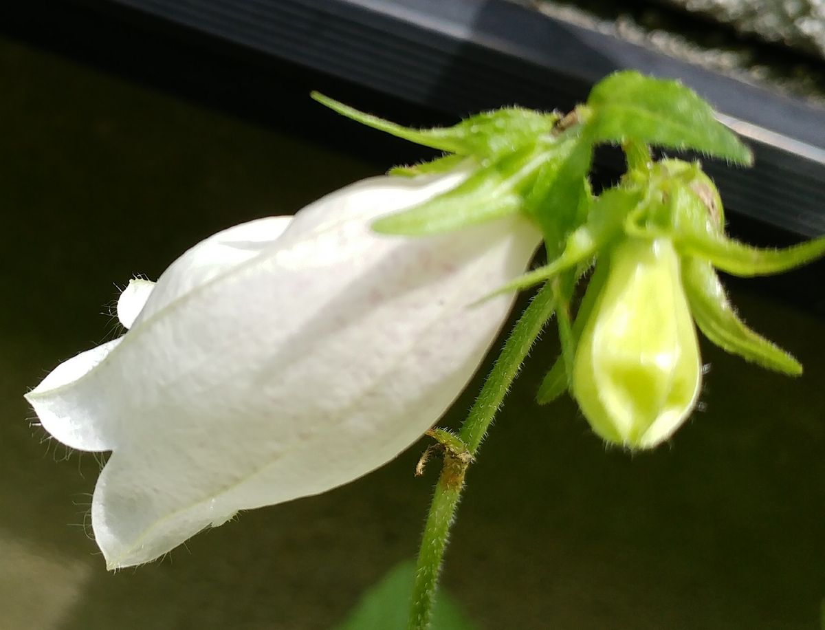 気がついたら行きそびれ💧