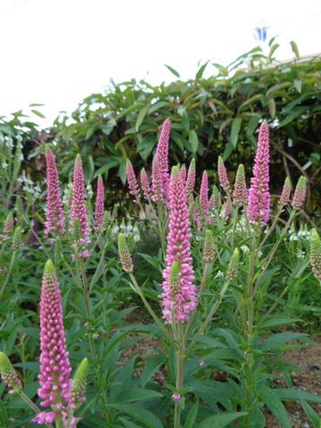 今日はピンクの花(1)