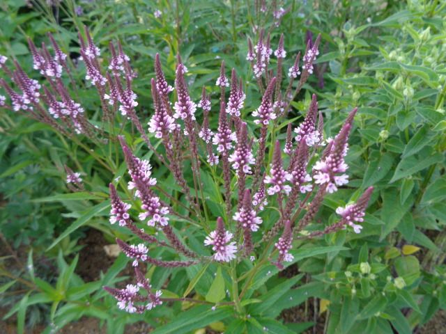 今日はピンクの花(1)