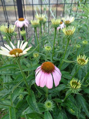 今日はピンクの花(1)