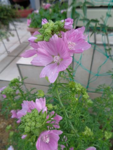 今日はピンクの花（２）