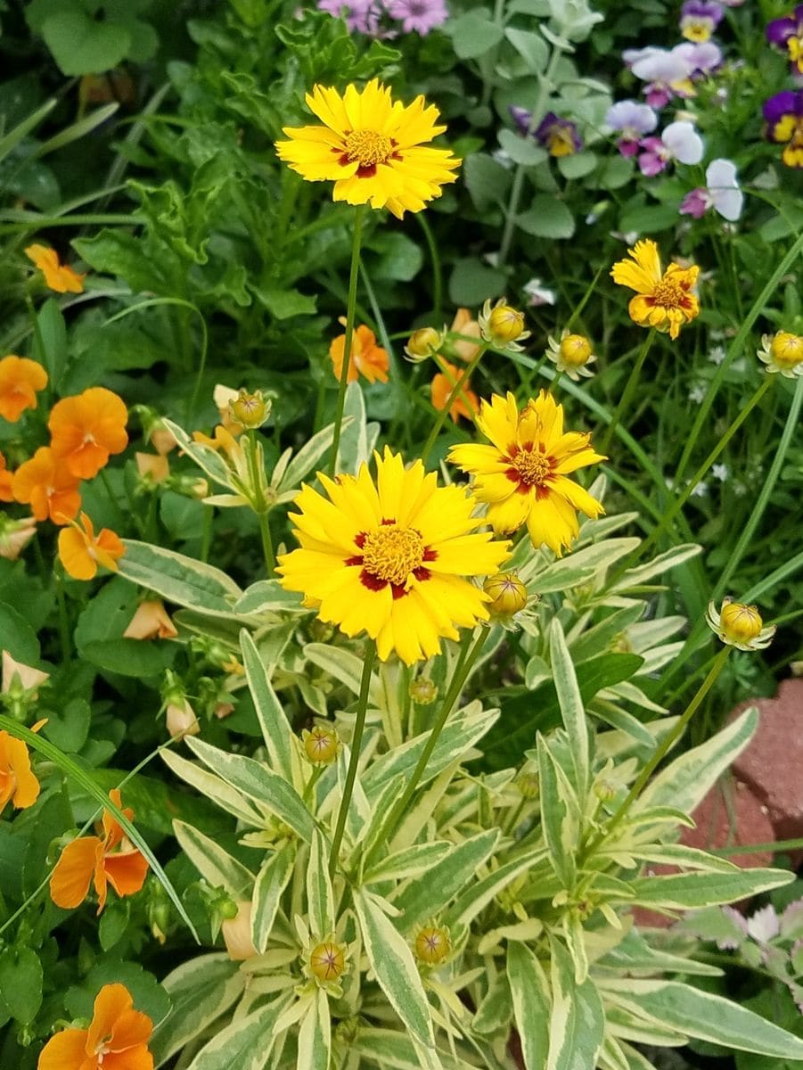 今日の花は😊