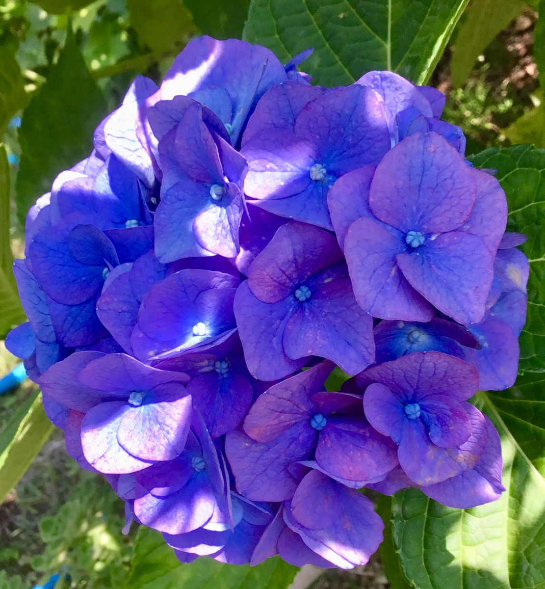 紫陽花の花色の変化